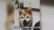 16万法拍柴犬“登登”去世，曾因原主人失联被两次拍卖