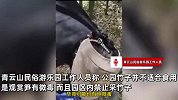 女子在景区竹园拔笋10余棵被工作人员拦下，景区：是观赏笋有微毒，不能食用
