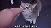 干净的狸花猫，你确定是流浪猫？