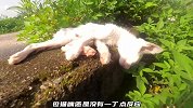 原以为猫咪已经没了呼吸，但当小哥将它抱起时，却感受到一丝心跳