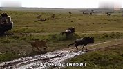 一群野牛过河，狮群早已等待多时，过得慢的牛就要被吃掉