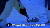 企鹅宝宝被冻僵，企鹅妈妈举动太感人，看完泪目了