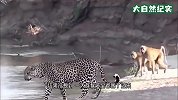 豹子误入猴子领地，猴群气势汹汹围过来，豹子吓得拔腿就跑