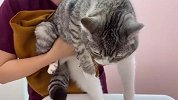 猫咪看主人出门非要跟着，结果去了医院，接下来忍住别笑