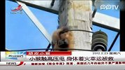 小猴触高压电，身体着火幸运被救