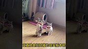盘点小猫咪的10个有趣瞬间，这小猫咪是在开会吗？
