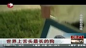 世界上舌头最长的狗 舌长11.43厘米