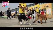 确认过眼神，赵丽颖张继科都是专业“铲屎官”！
