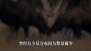 大兴安岭出现大型野兽，体重1吨、比犀牛还高，镜头拍下全过程