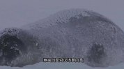 小海豹刚出生就遇暴风雪，无奈妈妈狠心抛弃，零下40度独自求生