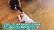 当小宝宝的成长中有一只懂事的猫咪陪伴 简直不要太幸运