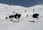 滑雪的鸵鸟简称滑驼？鸟都不如系列！
