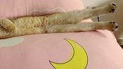 猫咪睡觉，都是这些奇葩的姿势？