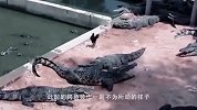为了吃到鱼，鳄鱼上演了一场“好戏”，足足在水里憋气3小时！