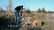 雄狮死活不肯梳毛，男子上来就给它一巴掌，雄狮的反应让人傻眼