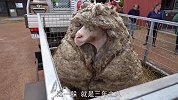 这只羊为不剪羊毛躲避三年，当人们发现时，已经成了这副模样！