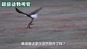 狐狸叼着猎物回家，突然被老鹰带上天，结局让人意想不到