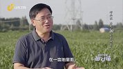 新型技术让玉米大豆产量提升