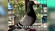 “漂洋过海”来中国？贵阳市民捡到只外国鸽，脚环显示来自比利时