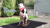 智商爆表的斗牛犬骑木马，招呼铲屎官也来骑一下