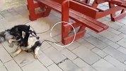 哈士奇走丢之后 主人用听歌来辨认自己的狗子