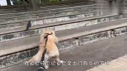 散步途中遇到一只乌鸦，金毛的反应太逗了，看完忍住别笑