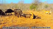 狮群捕获到一头水牛，水牛同伴前来营救