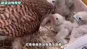 小伙准备打开窗户透气，这时两只红隼潜入，徘徊在窗户边不愿离去