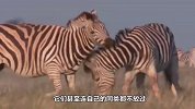 “卑鄙”的斑马，对刚出生的小羚羊拳打脚踢，连自己同类都不放过