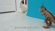 家里遭霸王龙入侵，两只喵星人看到后，反应太逗了