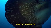 世界上最怂的翻车鱼，被咬个大缺口也不反抗，为什么不会灭绝？
