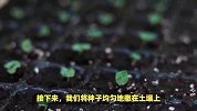 红毛丹的养殖方法和注意事项