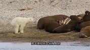 北极熊混得有多惨？干不过海象，只能被“逼上梁山”掏鸟蛋
