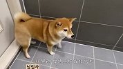 主人给怕水的柴犬洗澡，结果人狗都要疯了，看完忍住别笑