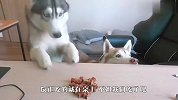哈士奇会忍住不偷吃吗？结果笑哭了，哈哈