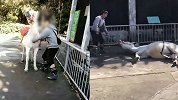 白马在动物园内被男子掐脖后拳打脚踢倒地 园方回应