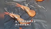 杭州热到全国第一！虾半小时热熟，大姨刚到杭州就热晕被送回东北