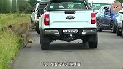 母狮看到小狮子在路边，立马上前查看，小狮子却躲车底就是不出来