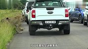 母狮看到小狮子在路边，立马上前查看，小狮子却躲车底就是不出来