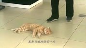 这橘猫懒得过分了，你踢任你踢，动一下算我输！