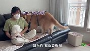 铲屎官怀里抱着别的狗，金毛看后狂吃醋