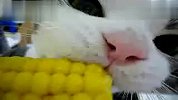 喜欢吃玉米的猫猫