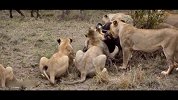 水牛为子报仇大战狮子、狮子不幸死亡！战斗场面极度惨烈！