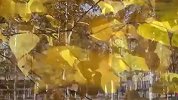 【白桦林间】白桦红叶南湖-金凤吹来的时候(景)