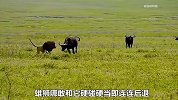 彪悍雄狮大战水牛群，不料下一秒就阴沟里翻船，差点连命都丢了