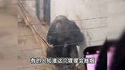 男子带小朋友动物园参观，猩猩墙角抽烟吐烟圈：有人故意给它扔烟