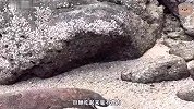 巨蜥饿了三天，好不容易看到一条大鱼，直接活吞连骨头也不剩
