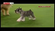 重庆卫视-犬种大赛20140906