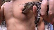 可爱小鳄鱼发飙 大叔惨遭袭胸！