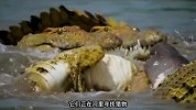 为了追上母狮的步伐，小狮子独自过河，遭到鳄鱼疯狂追杀